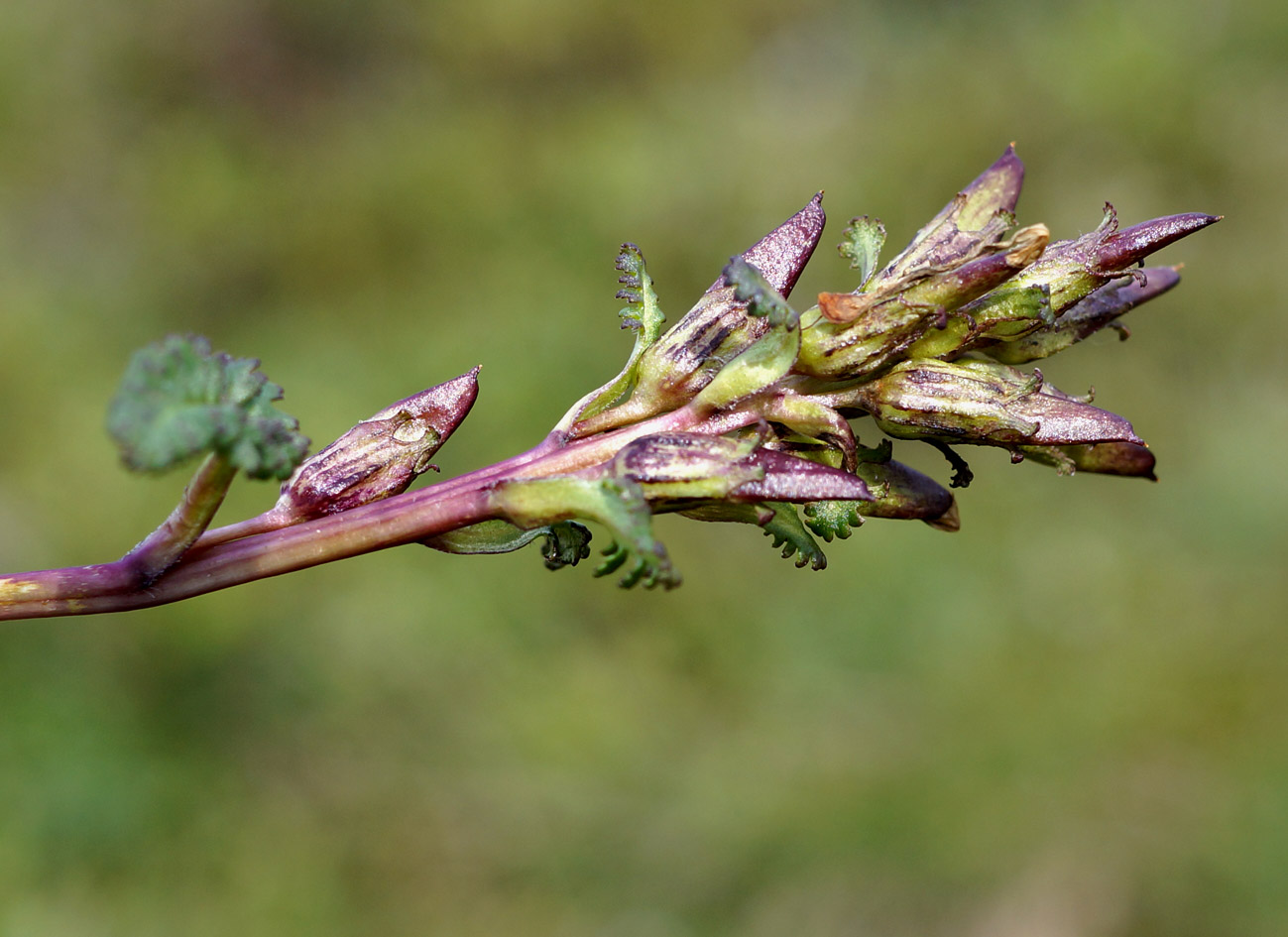 Image of Pedicularis oederi specimen.