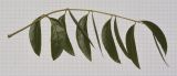 Image of specimen