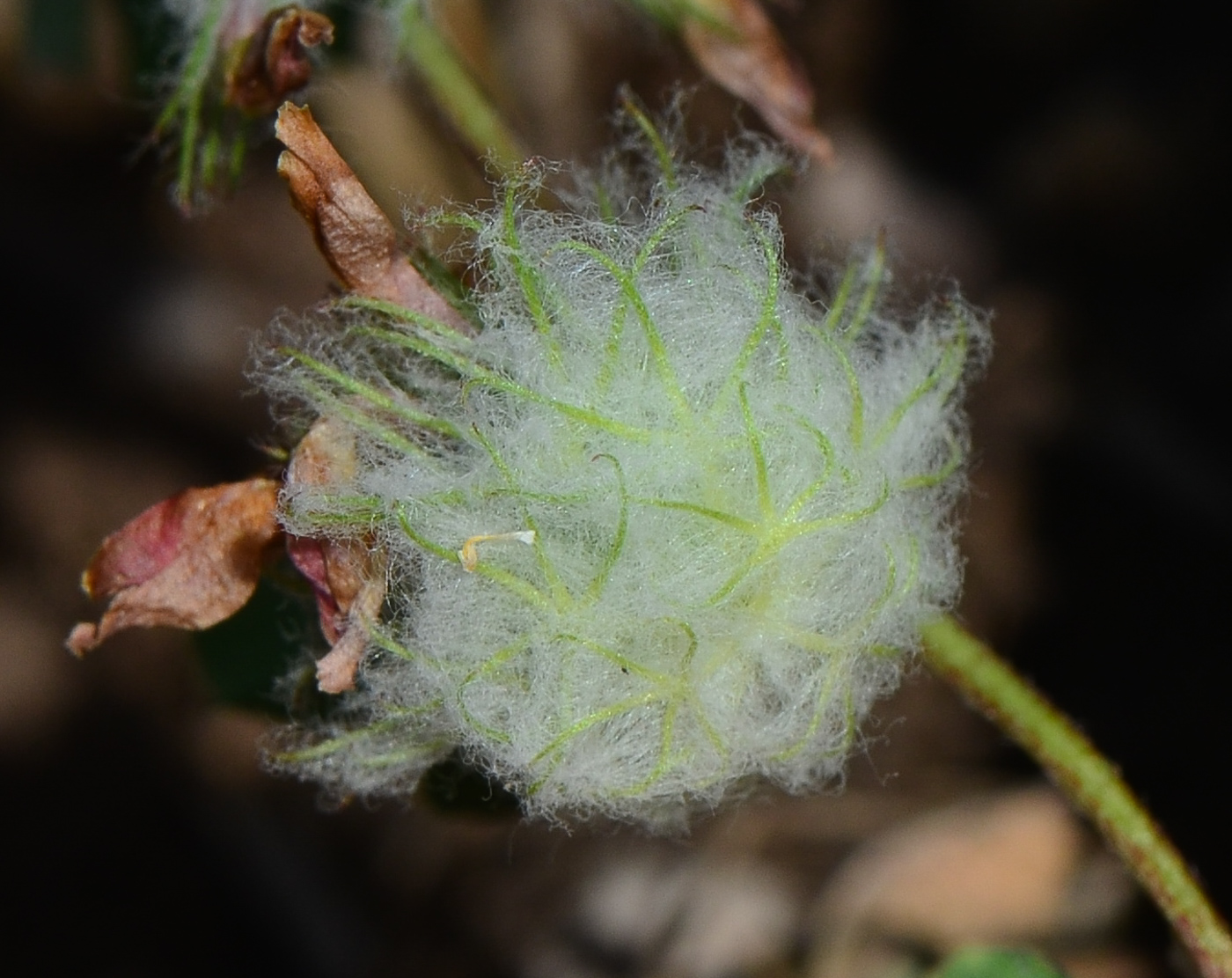 Изображение особи Trifolium eriosphaerum.