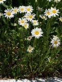 Leucanthemum maximum. Цветущее растение. Восточный Казахстан, г. Усть-Каменогорск, в культуре. 31.05.2017.