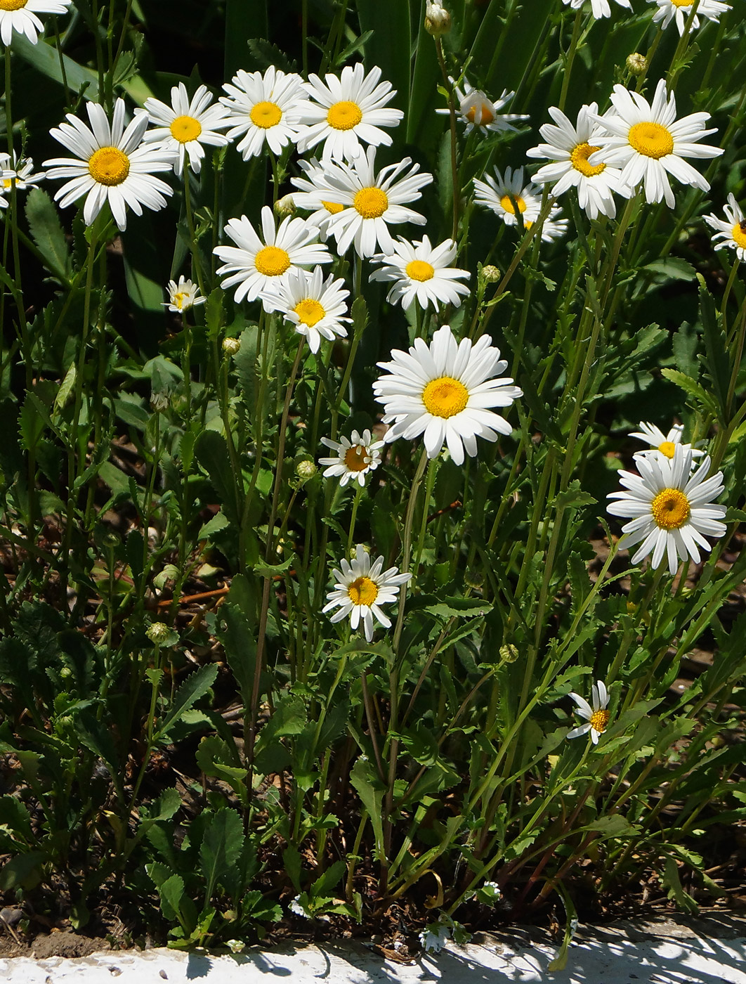 Image of Leucanthemum maximum specimen.