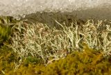 Cladonia uncialis. Таллом на камне (на солнечной стороне, где снег протаял). Башкортостан, Белорецкий р-н, подножие скального гребня хребта Инзерские Зубчатки, разреженный смешанный лес. 1 января 2018 г.