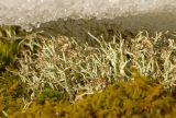 Cladonia uncialis