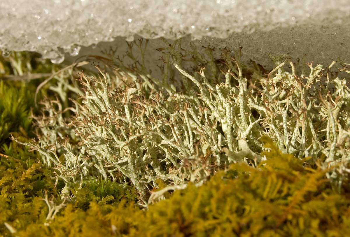 Image of Cladonia uncialis specimen.