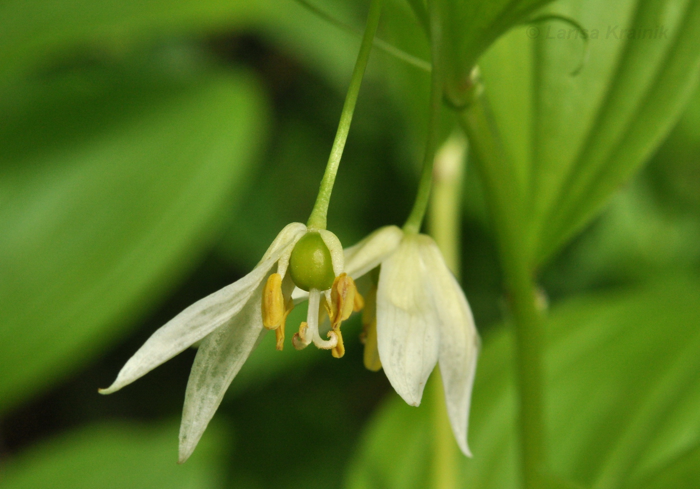 Image of Disporum smilacinum specimen.