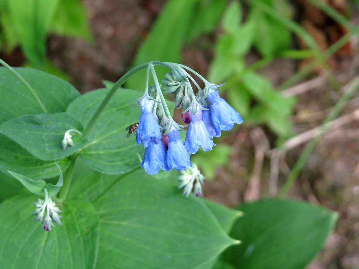 Изображение особи Mertensia pterocarpa.