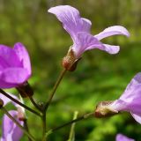 Cardamine quinquefolia. Цветки. Чувашия, г. Шумерля, городской парк. 24 апреля 2008 г.