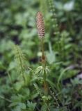 Equisetum sylvaticum. Верхушка растения со стробилом. Пермский край, г. Пермь, Кировский р-н, сырой луг вдоль смешанного леса. 20.05.2017.