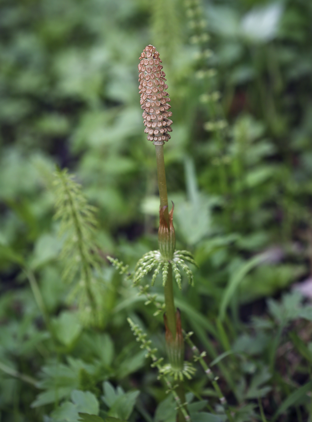 Изображение особи Equisetum sylvaticum.