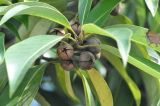 Pittosporum