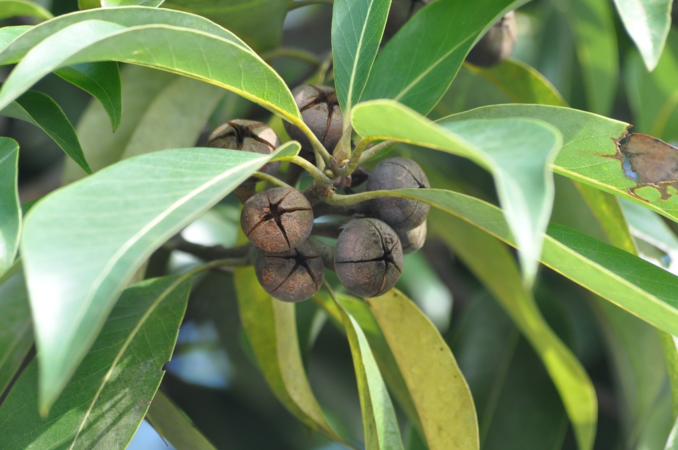 Image of genus Pittosporum specimen.