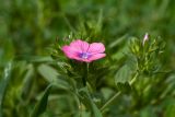 Linum pubescens