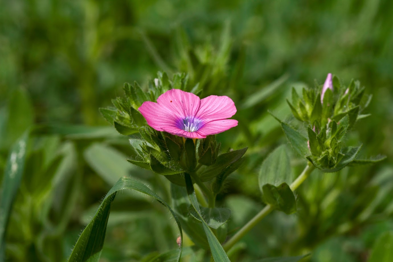 Image of Linum pubescens specimen.