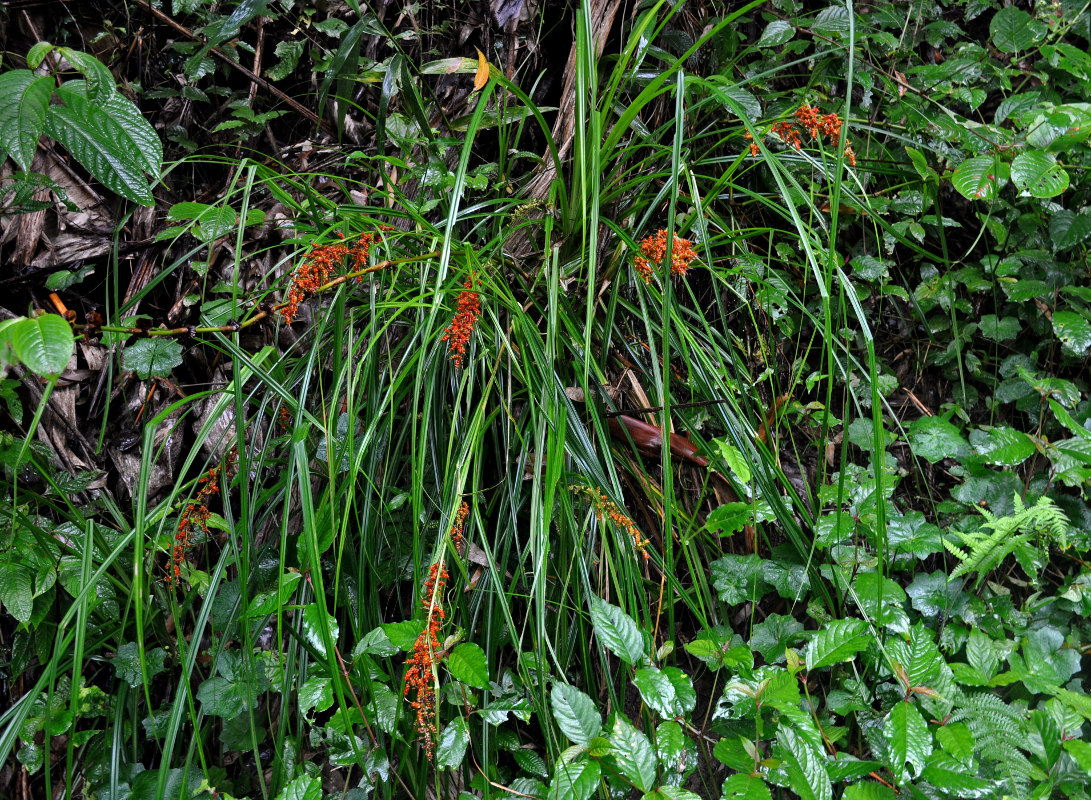 Image of Scleria polycarpa specimen.