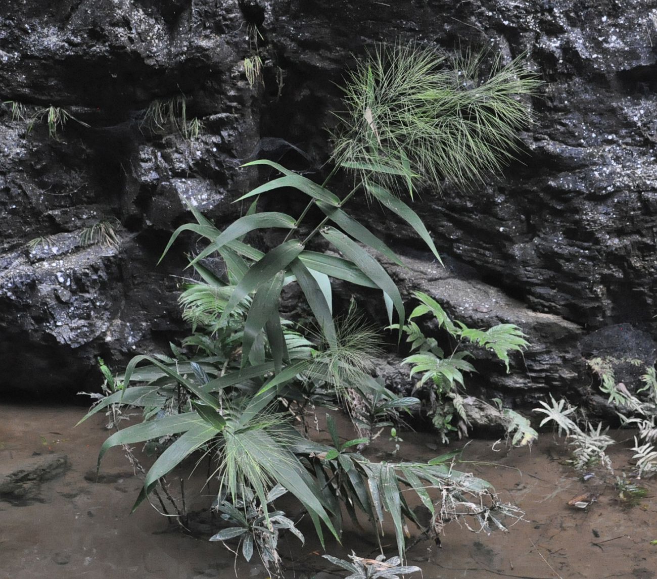 Изображение особи семейство Poaceae.