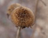 Telekia speciosa. Остатки прошлогоднего соплодия. Москва, Воробьевы горы, Ботанический сад МГУ, дендрарий. 10.04.2018.