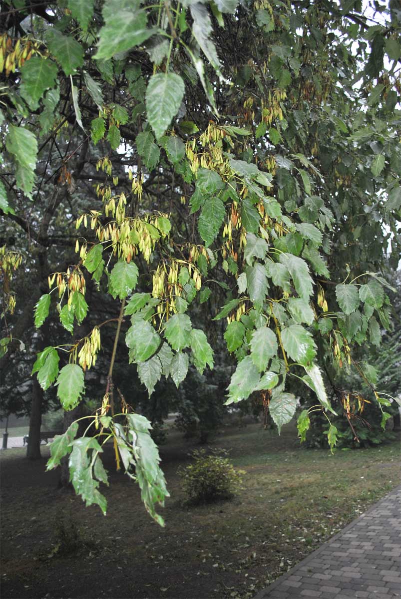 Image of Fraxinus excelsior var. diversifolia specimen.