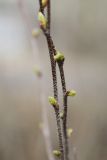 Betula pendula