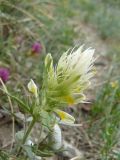 Melampyrum argyrocomum