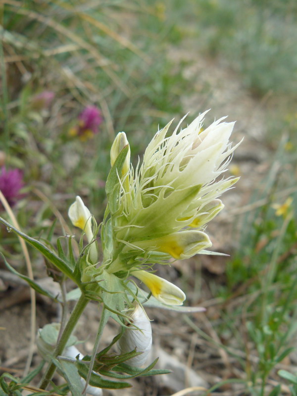 Image of Melampyrum argyrocomum specimen.