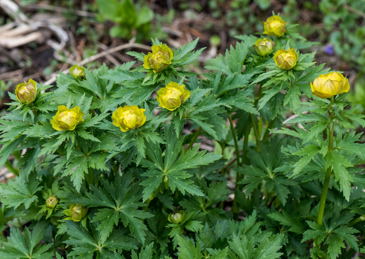 Image of Trollius altaicus specimen.