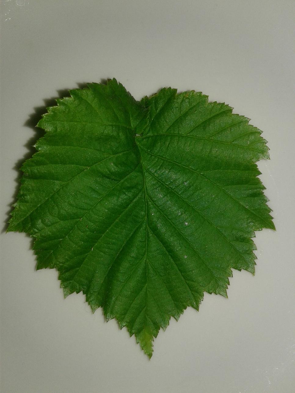 Image of Corylus colurna specimen.