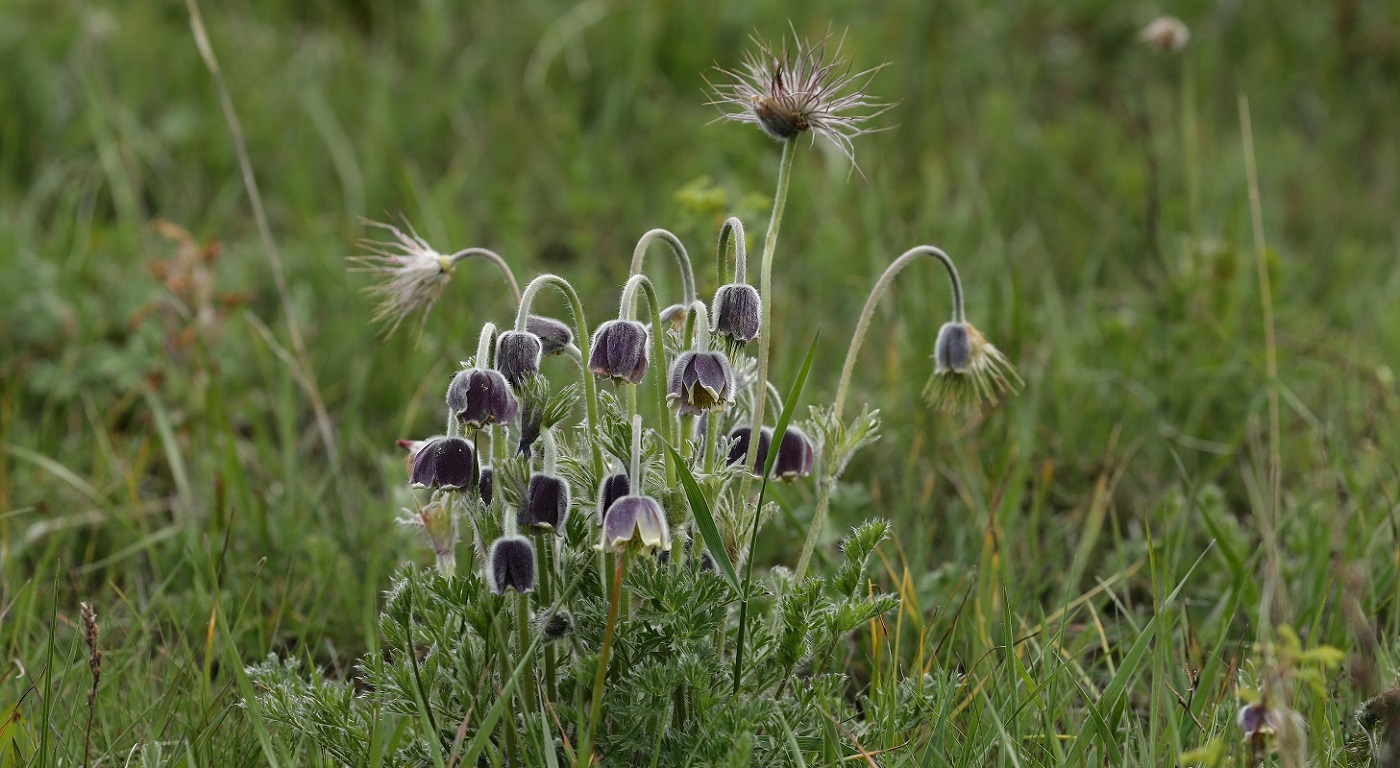 Image of Pulsatilla campanella specimen.