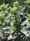 Alyssum alyssoides