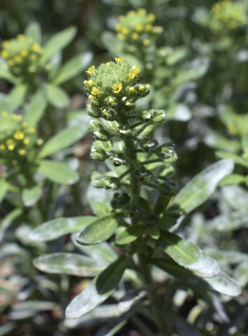 Изображение особи Alyssum alyssoides.