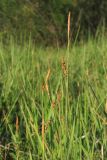 Carex panicea