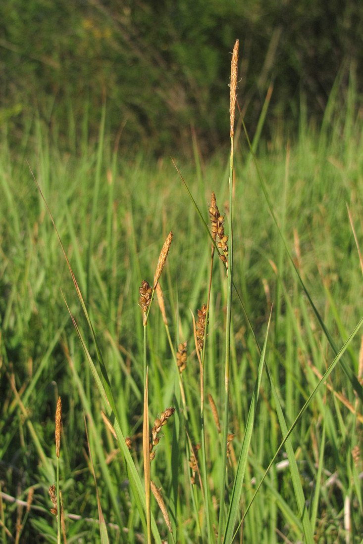 Изображение особи Carex panicea.