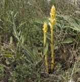 Orobanche centaurina. Зацветающие растения. Крым, Керченский п-ов, мыс Казантип, петрофитная степь на приморском склоне. 26.05.2018.