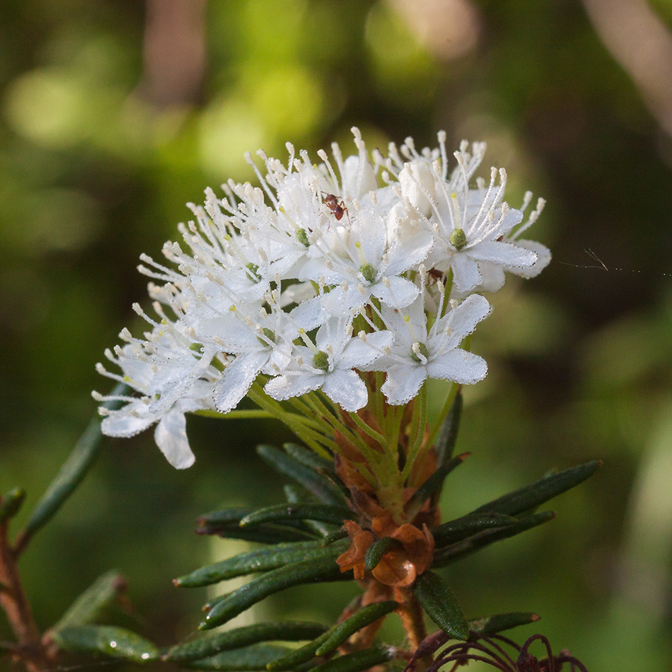 Image of Ledum palustre specimen.