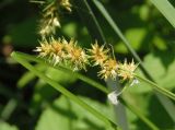 Carex spicata