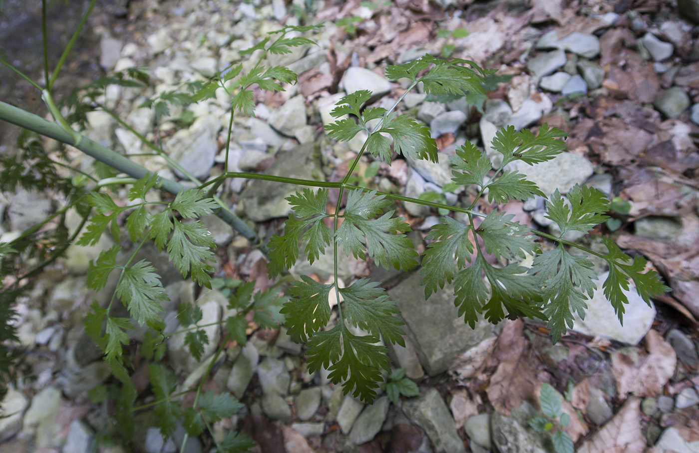 Изображение особи Aethusa cynapium.