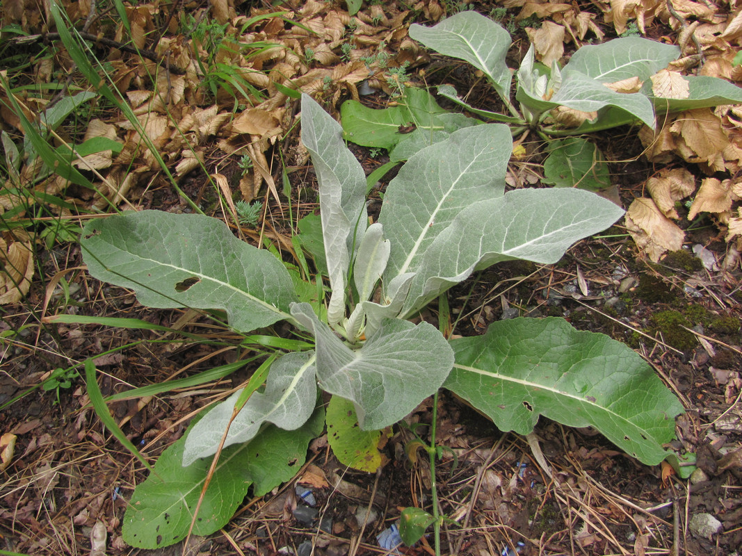 Image of Verbascum gnaphalodes specimen.