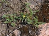 Potentilla orientalis. Вегетирующие и цветущее растения. Украина, Днепропетровская обл., Апостоловский р-н, Токовский сельский совет, степной участок с выходами скальных пород к югу от Токовских водопадов. 04.08.2018.