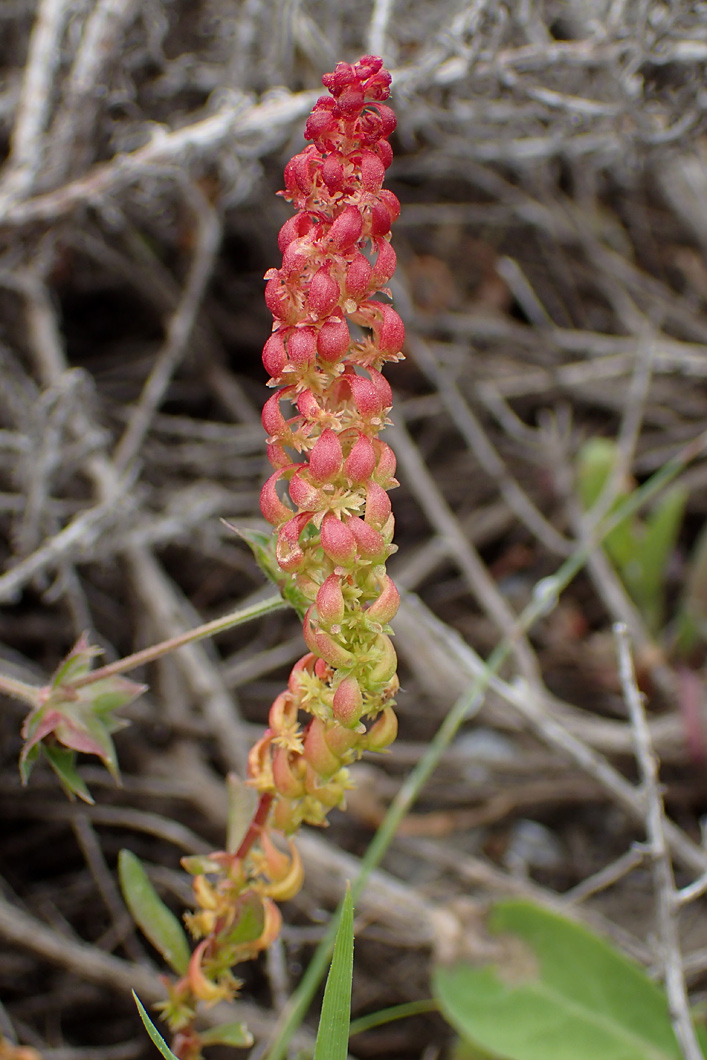 Изображение особи Rumex bucephalophorus.