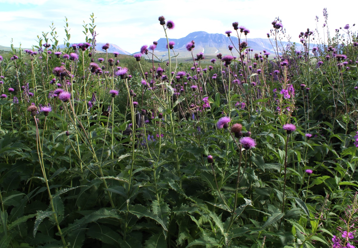 Image of Cirsium helenioides specimen.