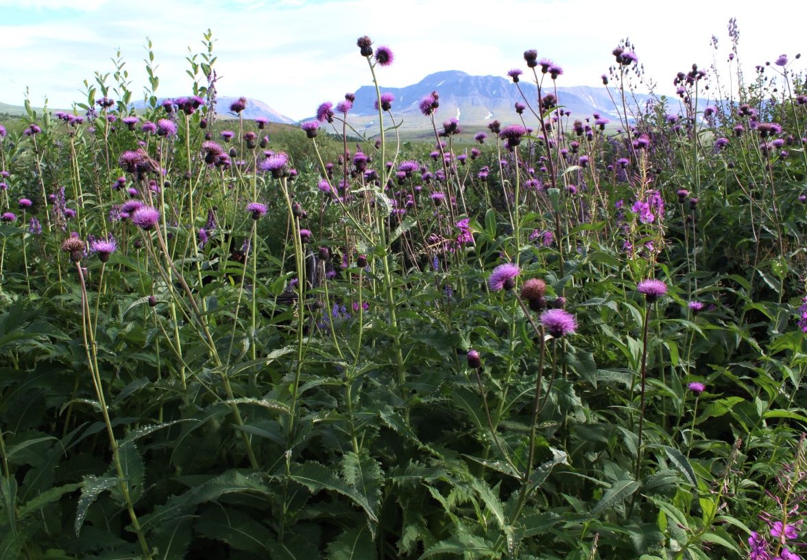 Изображение особи Cirsium helenioides.