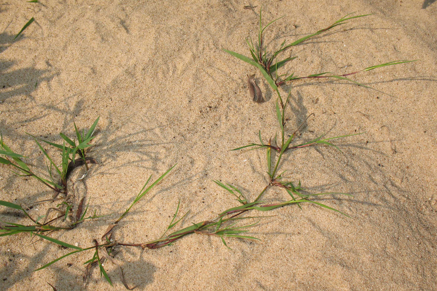 Изображение особи Agrostis stolonifera.