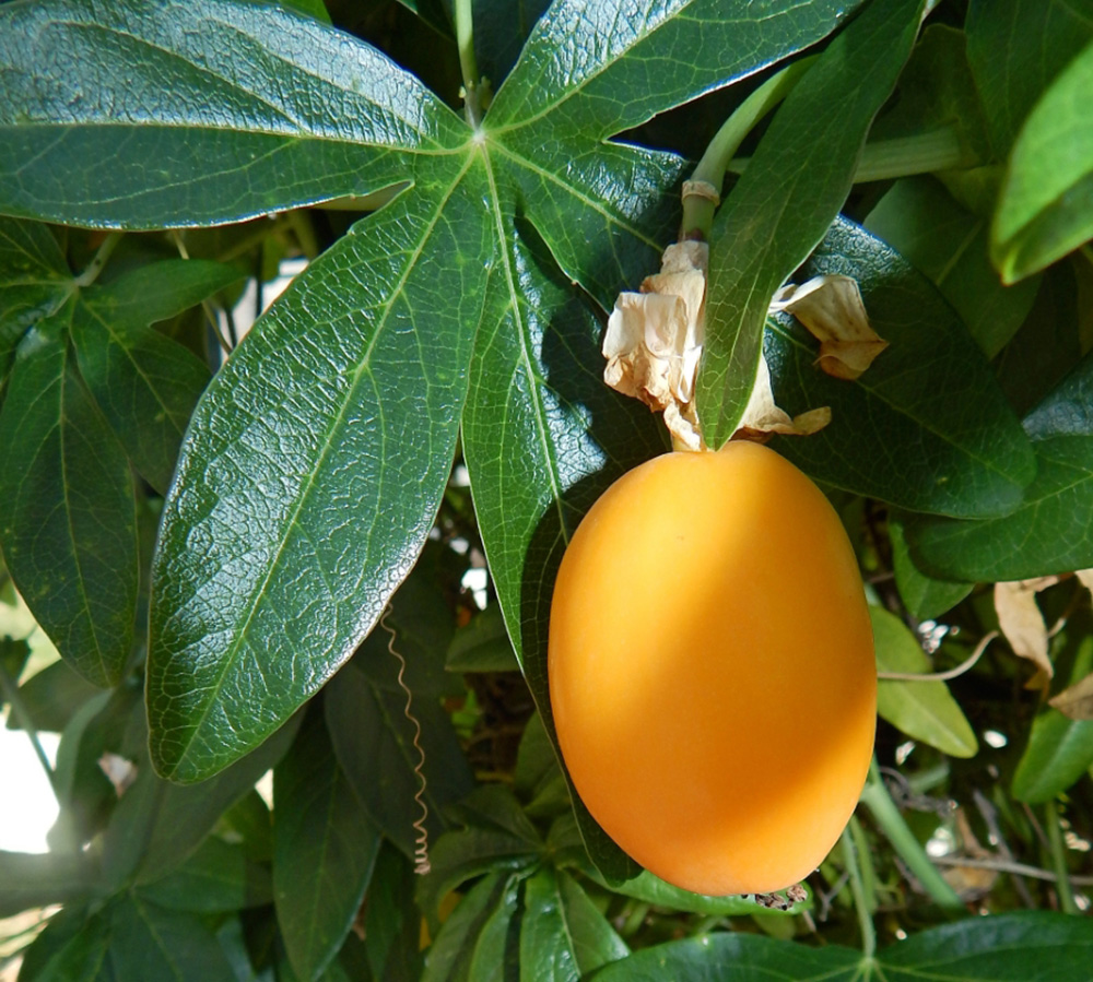 Image of Passiflora caerulea specimen.