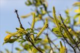 Salix triandra