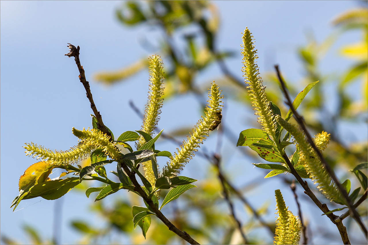 Image of Salix triandra specimen.