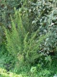 Bassia form trichophylla