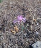 genus Centaurea. Соцветие и соплодие. Грузия, край Самцхе-Джавахети, Аспиндзский муниципалитет, окр. с. Рустави, каменистая почва. 10.10.2018.