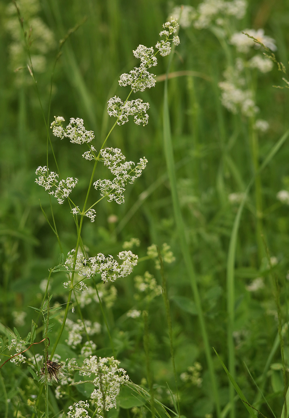 Изображение особи Galium mollugo.