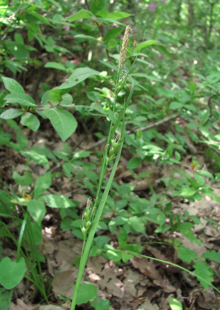 Изображение особи Carex depauperata.