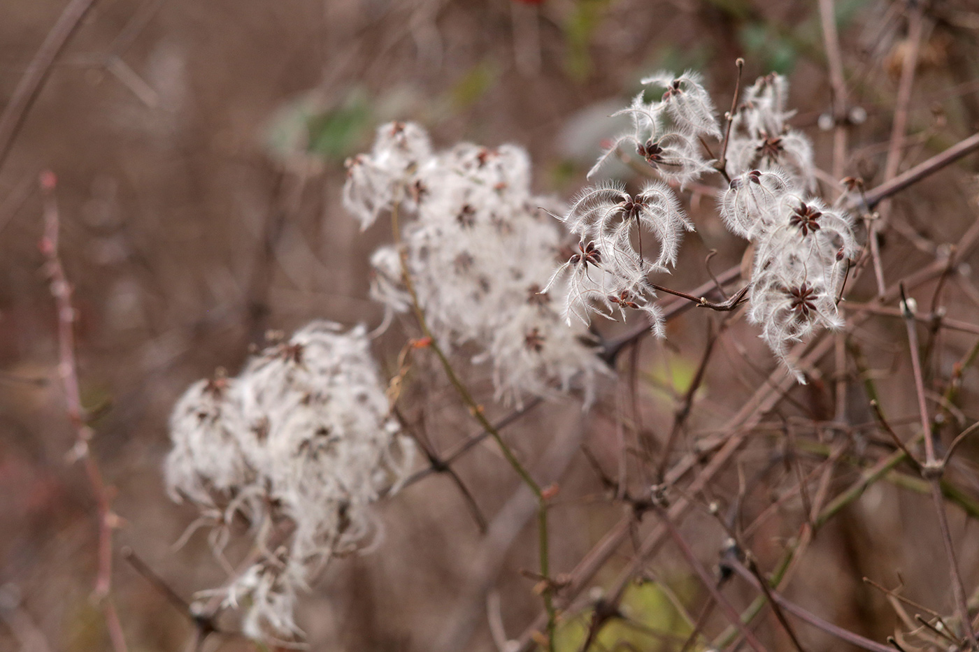 Изображение особи Clematis vitalba.