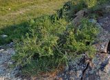 Caragana pygmaea. Плодоносящее растение. Хакасия, Ширинский р-н, берег оз. Шунет, на скале. 12.07.2018.